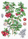 Брусника (29*20 см)