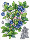 Голубика (28*20 см)