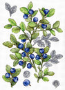 Черника (28*20 см)
